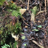 Gloeocantharellus pallidus image