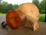 Russula pectinatoides image