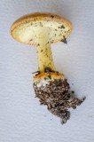 Amanita xanthocephala image