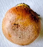 Amanita xanthocephala image