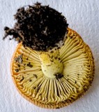 Amanita xanthocephala image
