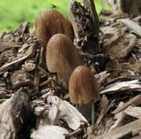 Agrocybe rivulosa image