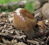 Agrocybe rivulosa image