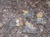Scleroderma areolatum image