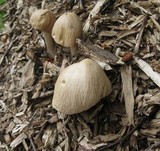 Agrocybe rivulosa image