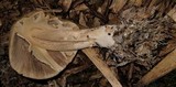 Agrocybe rivulosa image