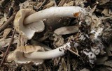 Agrocybe rivulosa image