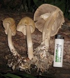 Agrocybe rivulosa image