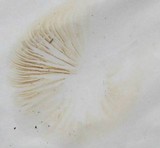 Agrocybe rivulosa image