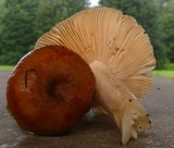 Russula pectinatoides image