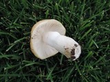 Russula foetens image