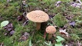 Boletus hortonii image