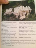 Tremellodendron pallidum image