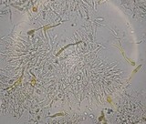 Ductifera pululahuana image