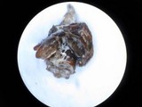 Nomuraea atypicola image