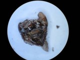 Nomuraea atypicola image