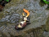 Cordyceps militaris image