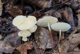 Marasmius delectans image