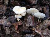 Marasmius delectans image