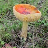 Amanita parcivolvata image
