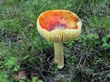 Amanita parcivolvata image