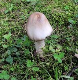 Amanita submaculata image