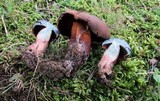 Boletus vermiculosus image