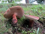 Tylopilus ferrugineus image