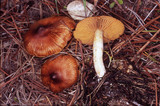 Inocybe cinnamomea image