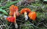 Hygrocybe cuspidata image