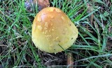 Amanita flavorubens image