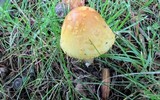 Amanita flavorubens image