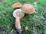 Tylopilus ferrugineus image