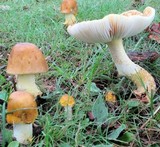 Amanita flavorubens image
