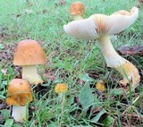 Amanita flavorubens image