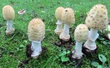 Amanita velatipes image