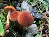 Inocybe unicolor image
