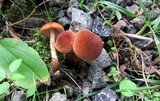 Inocybe unicolor image