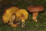 Phylloporus rhodoxanthus image