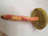 Leccinum rubropunctum image