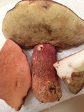 Boletus subcaerulescens image