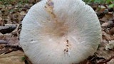 Russula parvovirescens image