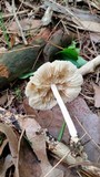Marasmius nigrodiscus image