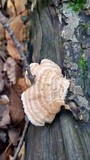 Tylopilus rubrobrunneus image