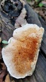 Trametopsis cervina image