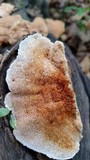 Trametopsis cervina image