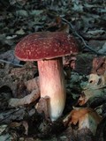 Xanthoconium affine image
