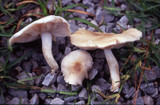 Pluteus petasatus image