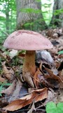 Tylopilus rubrobrunneus image