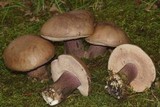 Tylopilus plumbeoviolaceus image